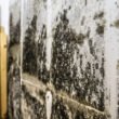 How-to-Tell-If-Mold-Is-Behind-Your-Walls-(And-What-to-Do-About-It)