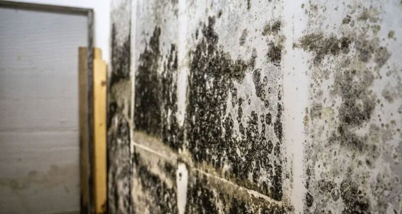 How-to-Tell-If-Mold-Is-Behind-Your-Walls-(And-What-to-Do-About-It)