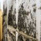 How-to-Tell-If-Mold-Is-Behind-Your-Walls-(And-What-to-Do-About-It)
