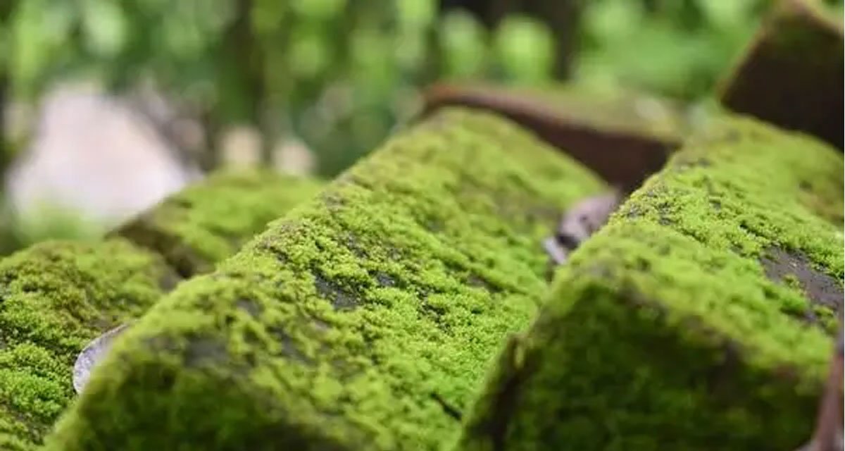 Moss-Is-Not-the-Same-as-Algae