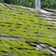 What-Causes-Moss-on-Roof-Shingles