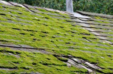 What-Causes-Moss-on-Roof-Shingles