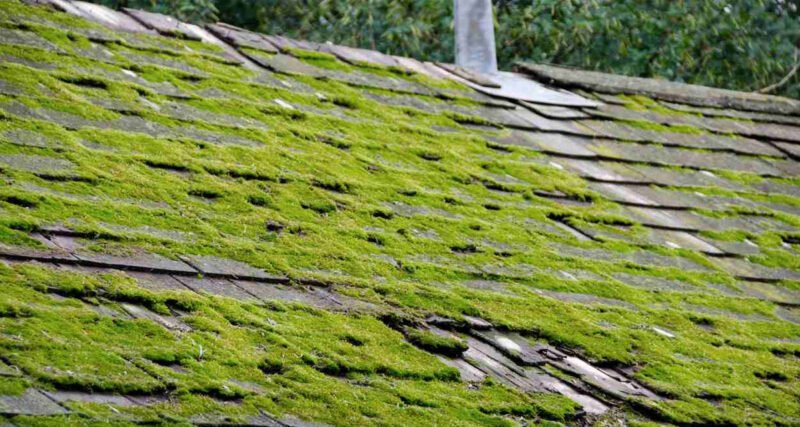 What-Causes-Moss-on-Roof-Shingles