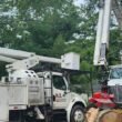 Expert Tree Services for Residential and Commercial Properties