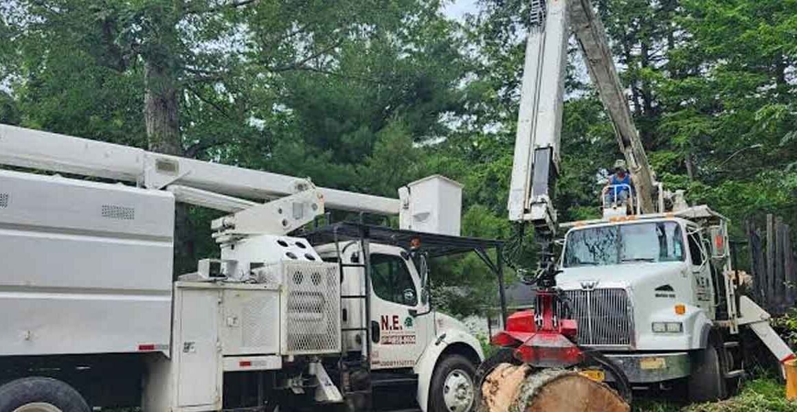 Expert Tree Services for Residential and Commercial Properties