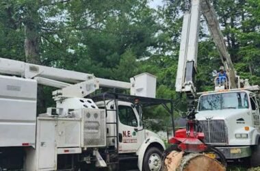 Expert Tree Services for Residential and Commercial Properties