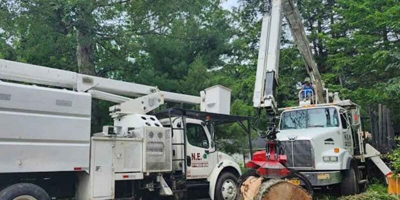 Expert Tree Services for Residential and Commercial Properties