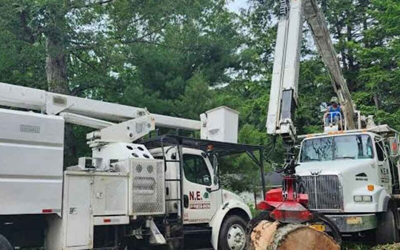 Expert Tree Services for Residential and Commercial Properties