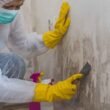 How Do Professionals Manage Mold Removal?