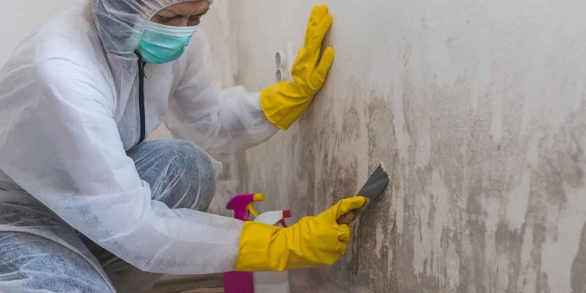How Do Professionals Manage Mold Removal?