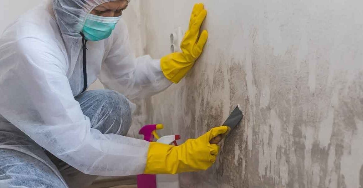 How Do Professionals Manage Mold Removal?