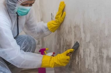 How Do Professionals Manage Mold Removal?