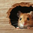 how-do-field-mice-get-in-your-house-entry-points-s-1