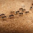 how-to-find-where-ants-are-coming-from-a-step-by-s-1