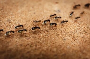 how-to-find-where-ants-are-coming-from-a-step-by-s-1