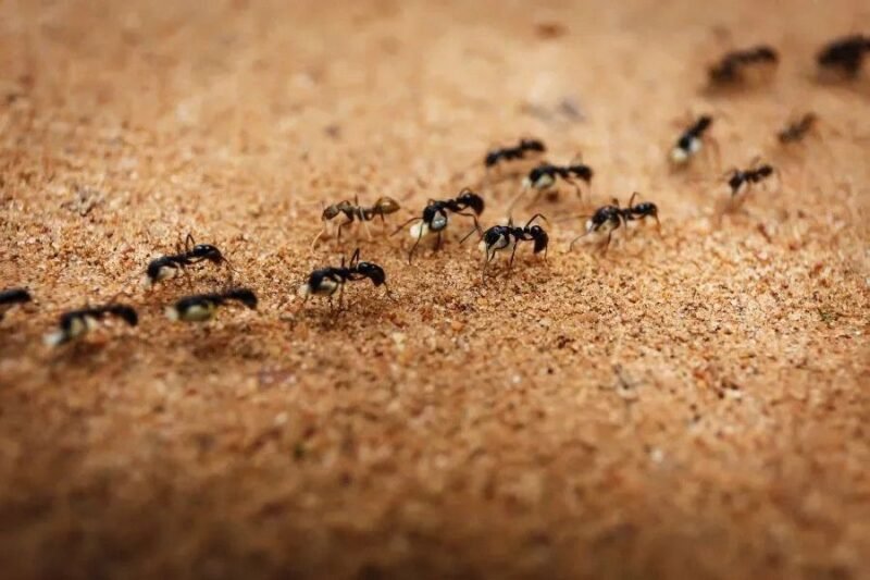 how-to-find-where-ants-are-coming-from-a-step-by-s-1