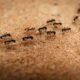 how-to-find-where-ants-are-coming-from-a-step-by-s-1