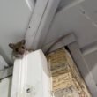 what-attracts-mice-to-a-house-food-shelter-entry-p-1