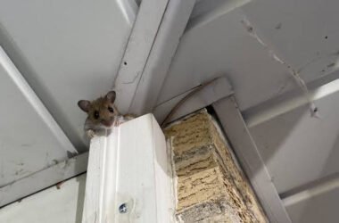 what-attracts-mice-to-a-house-food-shelter-entry-p-1