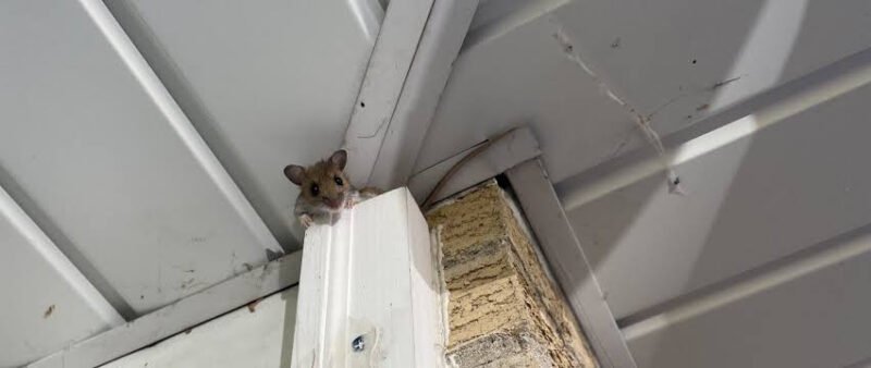 what-attracts-mice-to-a-house-food-shelter-entry-p-1