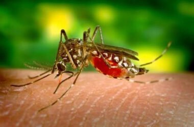 what-eats-mosquito-larvae-a-practical-guide-to-nat-1