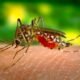what-eats-mosquito-larvae-a-practical-guide-to-nat-1