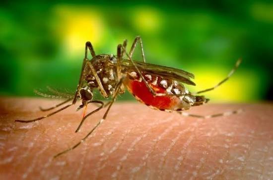 what-eats-mosquito-larvae-a-practical-guide-to-nat-1