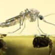 what-fish-eats-mosquito-larvae-species-guide-stock-1