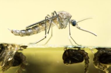 what-fish-eats-mosquito-larvae-species-guide-stock-1
