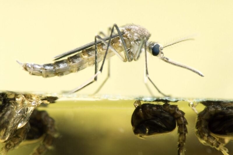 what-fish-eats-mosquito-larvae-species-guide-stock-1