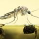 what-fish-eats-mosquito-larvae-species-guide-stock-1