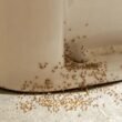 why-are-there-ants-in-my-bathroom-causes-fixes-and-1