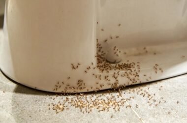 why-are-there-ants-in-my-bathroom-causes-fixes-and-1