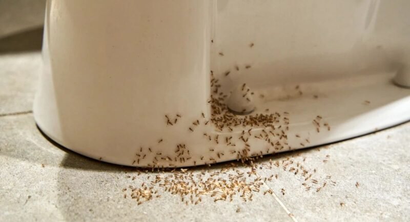 why-are-there-ants-in-my-bathroom-causes-fixes-and-1