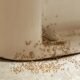 why-are-there-ants-in-my-bathroom-causes-fixes-and-1