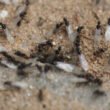 why-do-flying-ants-suddenly-appear-causes-fixes-an-1
