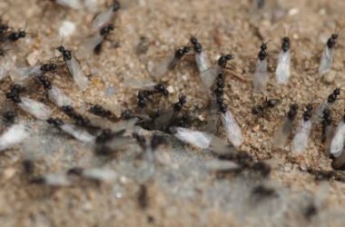 why-do-flying-ants-suddenly-appear-causes-fixes-an-1