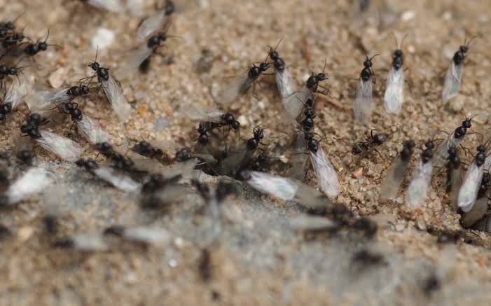 why-do-flying-ants-suddenly-appear-causes-fixes-an-1